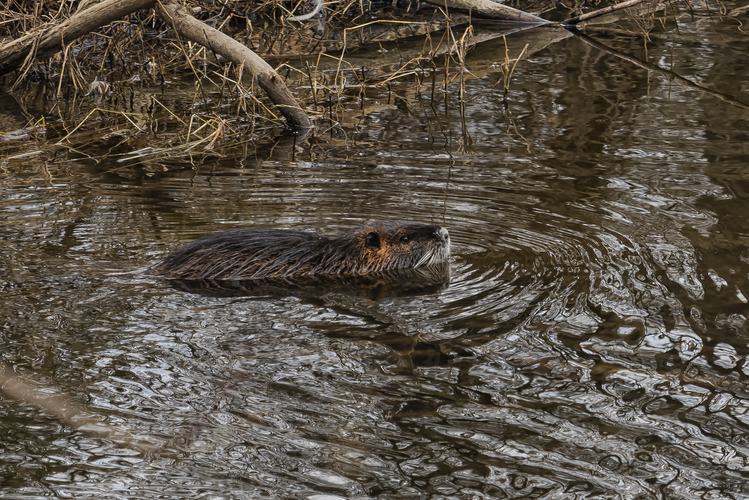 Myocastor coypus