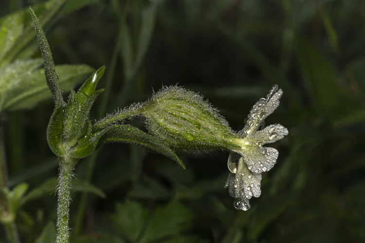 Silenka širolistá bílá (Silene latifolia)