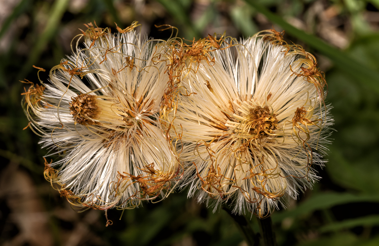podbeľ(Tussilago farfara)