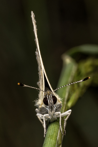 modráčik ušľachtilý Polyommatus amandus