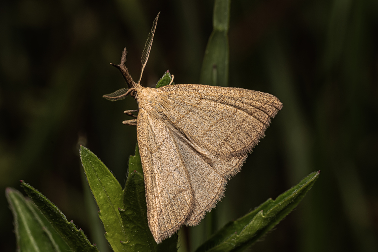 Pamora hmatadlová (Polypogon tentacularia)