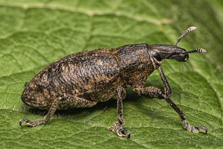 Nosánik (Curculionidae)