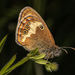 Očkáň medničkový ( Coenonympha arcania)