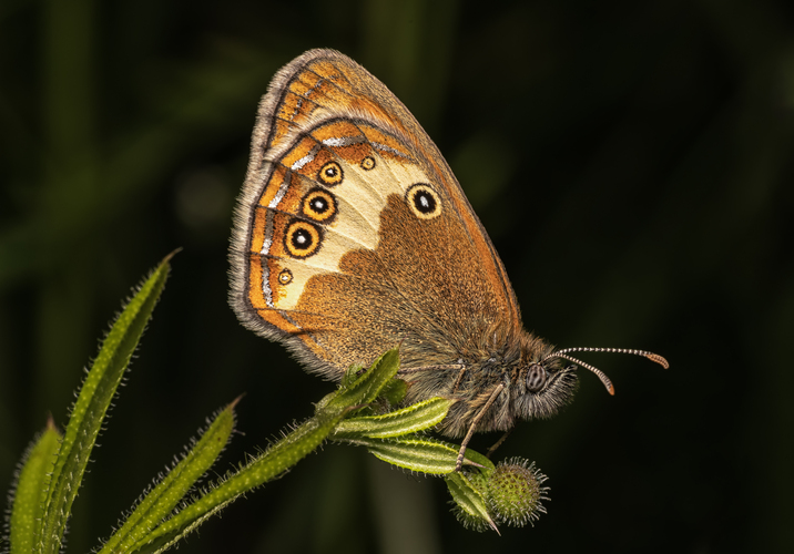 Očkáň medničkový ( Coenonympha arcania)