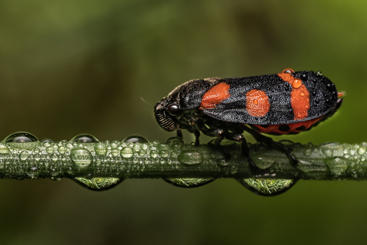 Peniarka nížinná (Cercopis vulnerata)