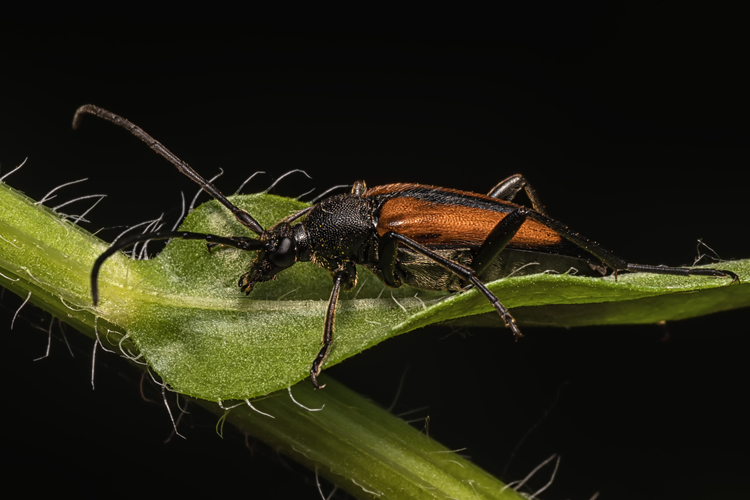Fuzáč kvetový ( Stenurella melanura)
