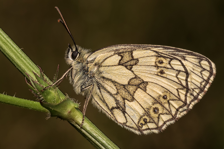 Očkáň timotejkový(Melanargia galathea)