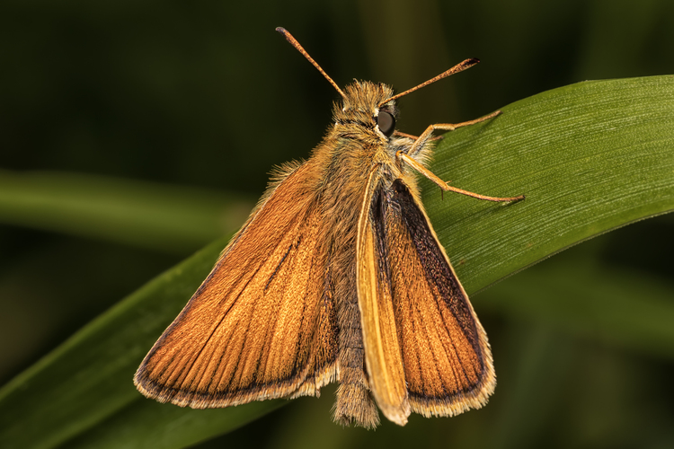 Thymelicus acteon