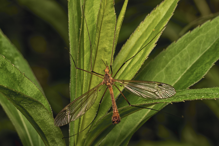 Tipuľa bahenná (Tipula paludosa)