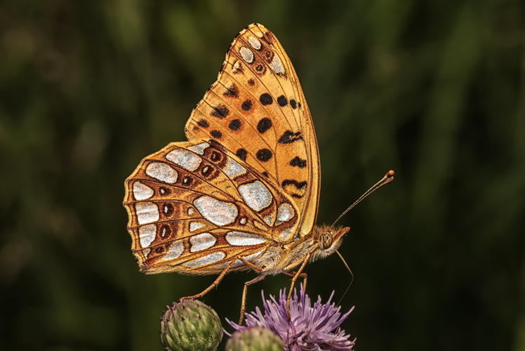 Perlovec malý (Issoria lathonia)
