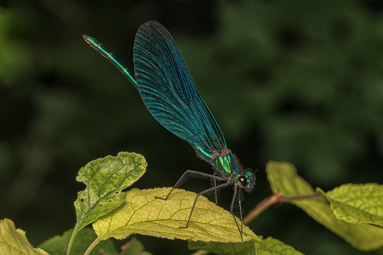 Hadovka lesklá (Calopteryx splendens)