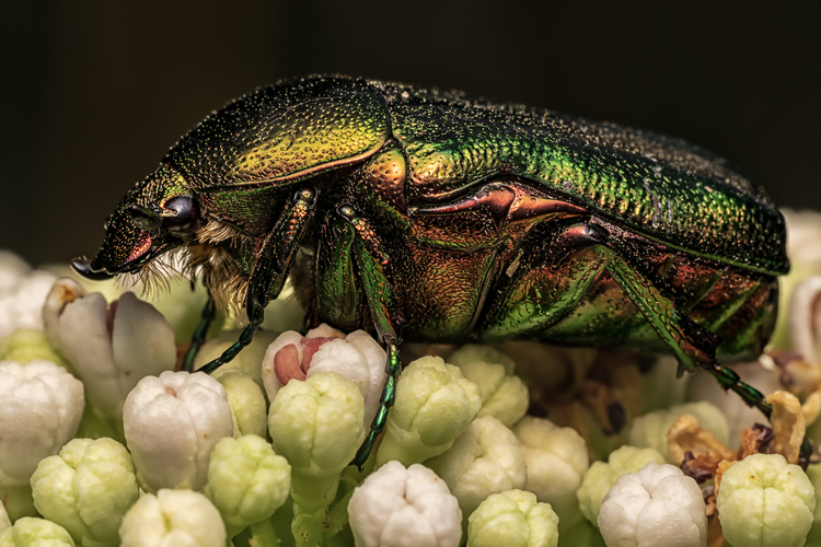 Zlatoň obyčajný (Cetonia aurata)
