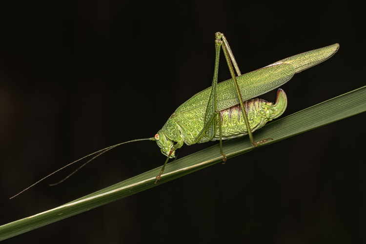 kobylka krídlatá (Phaneroptera falcata)
