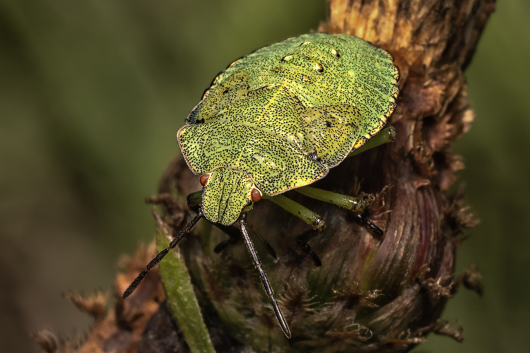 Palomena prasina nymph