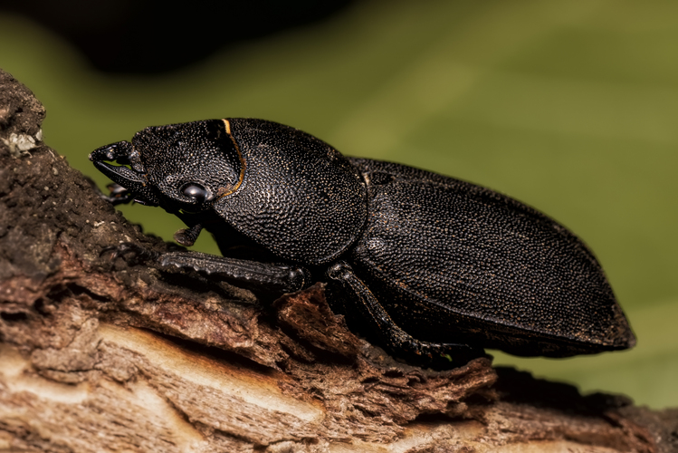 Roháčik obyčajný (Dorcus parallelipipedus)
