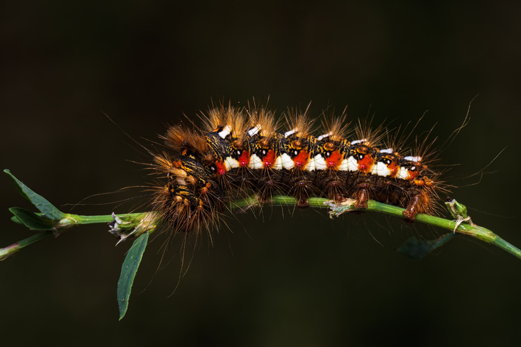 Mramorovka obyčajná (Acronicta rumicis)