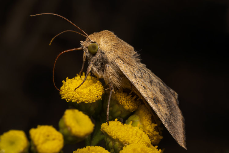 Sivkavec konopný ( Helicoverpa armigera)