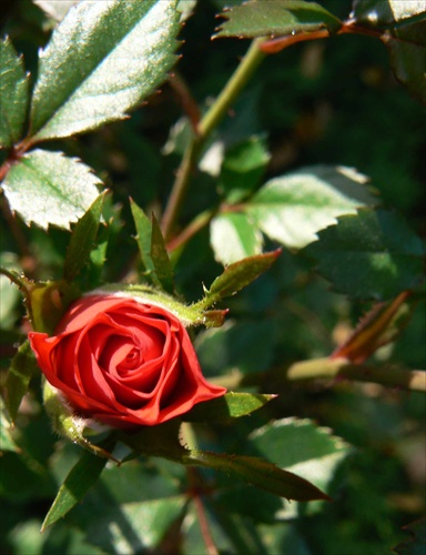 mini ruža