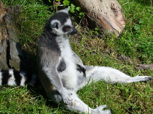pohodlný Lemur  :)