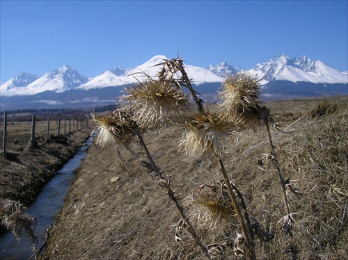 bodliaky v Tatrach