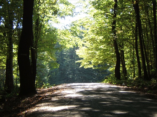 Lesná cesta