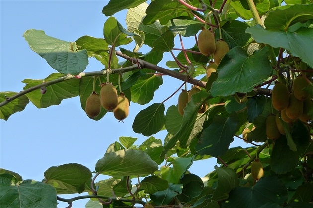 Južné ovocie
