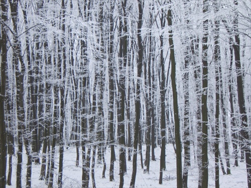 Les v zime