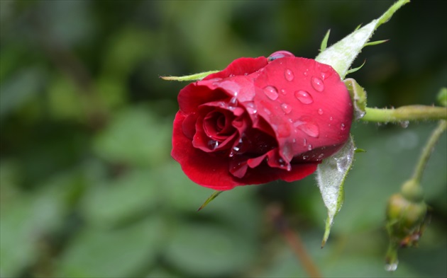 Ruža po daždi