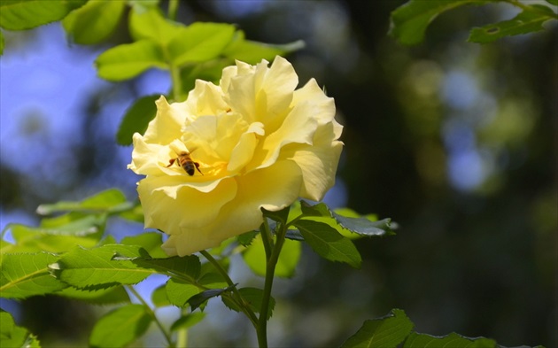Žltá ruža ...