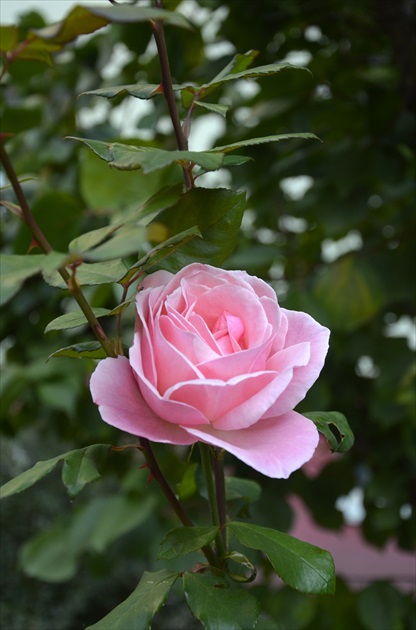 Ružová ruža