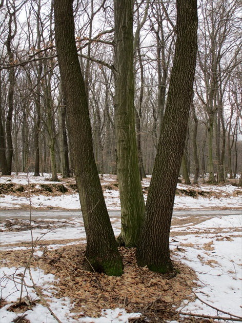 Tri stromy