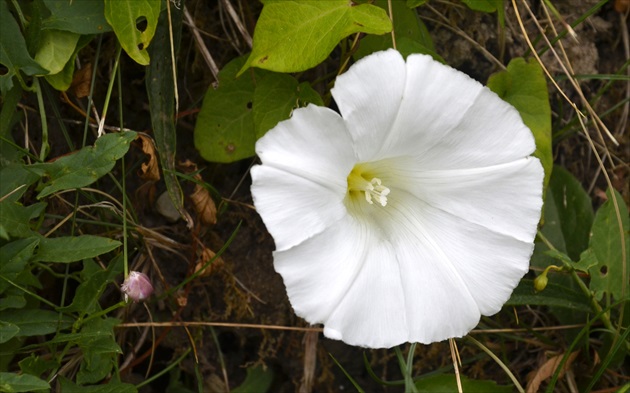 Biely kvet,