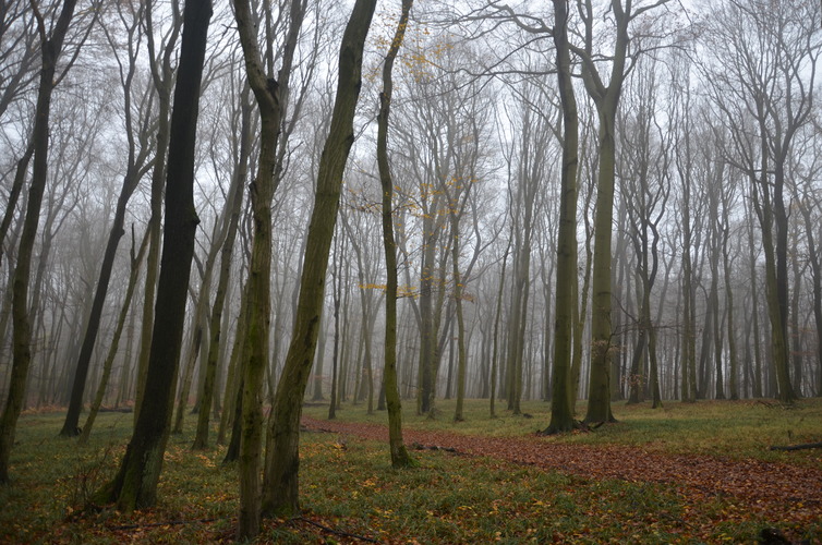Jesenný les dnes