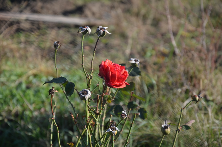 Osamelá ruža