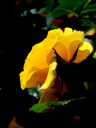 Žltá ruža