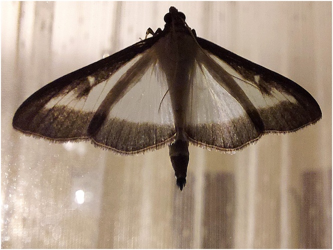 Nočný motýľ
