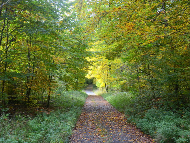 Lesná cesta