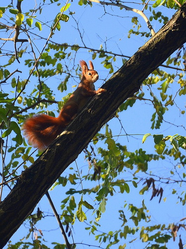 Veverička 4