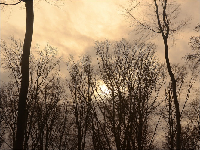 Stromy a obloha 1