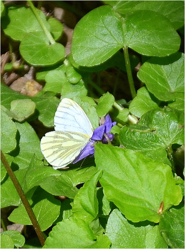 Motýľ