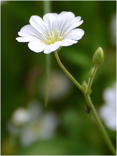 Biely kvet 