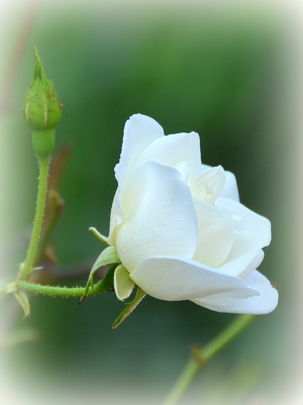 Tá biela ruža ...