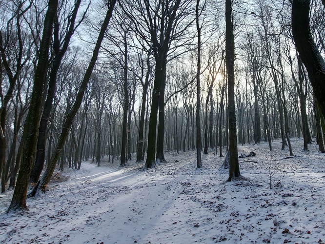Sneh v lese 1