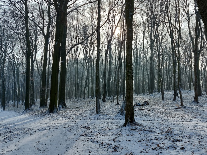 Sneh v lese 3