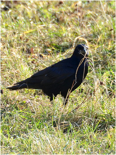 Maskovaný čierny vták
