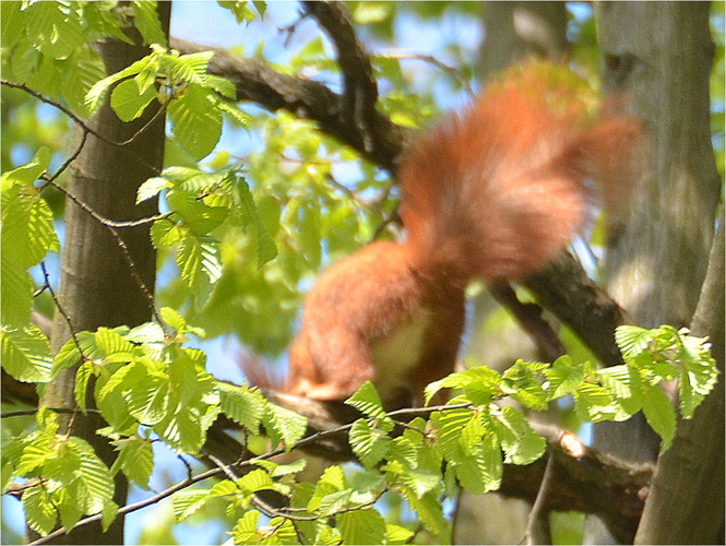 Skok veveričky