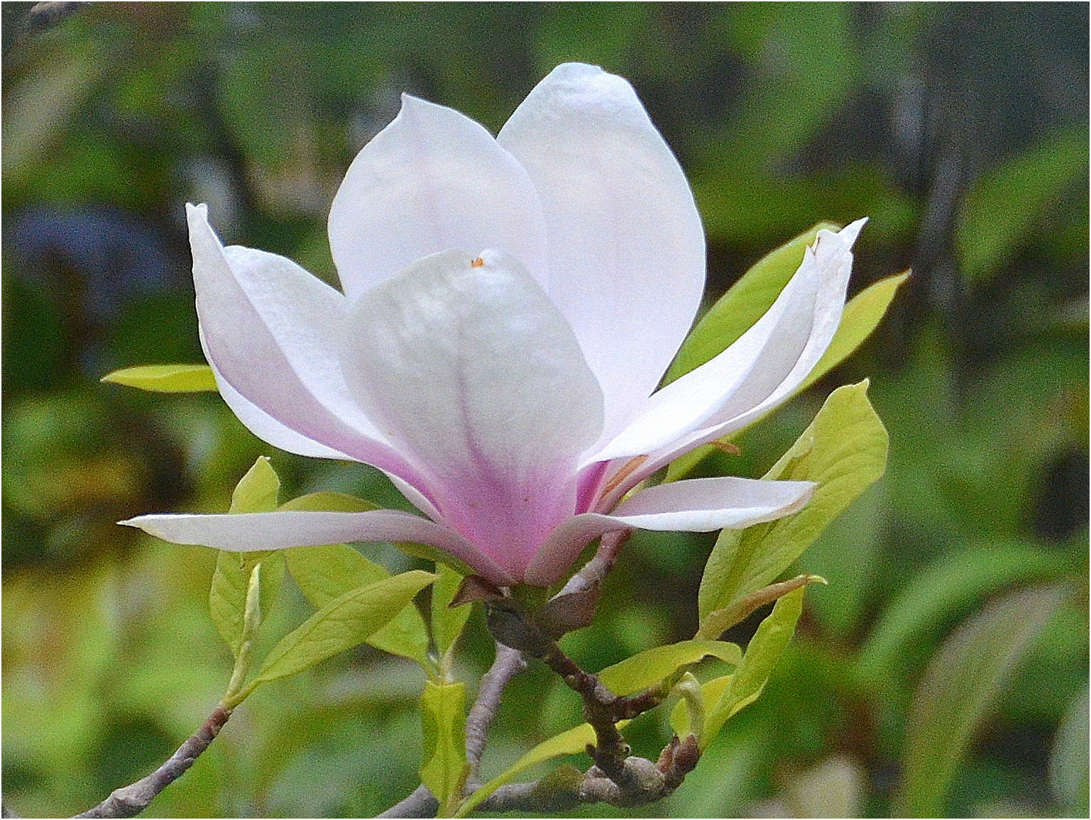 Kvet magnólie