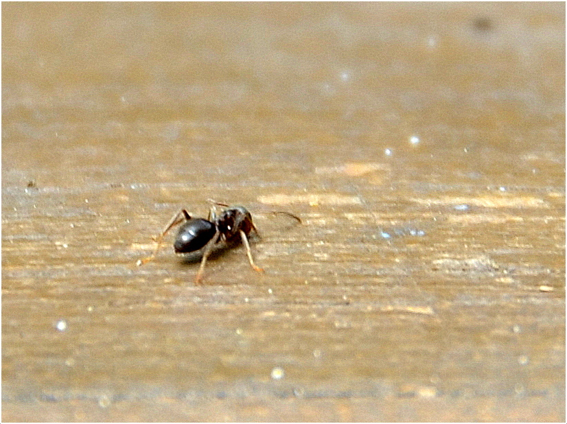 mravček - m = lebo je malý