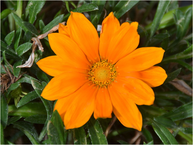 Oranžový kvet