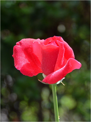 Červená ruža